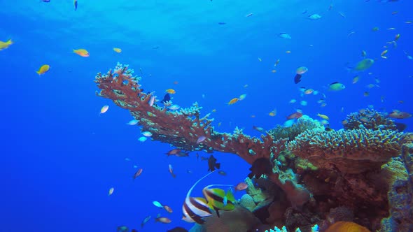 Tropical Fish Underwater Reef