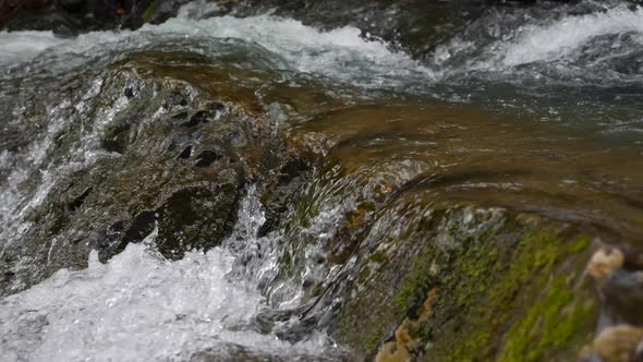 Purest Mountain Creek in the Forest