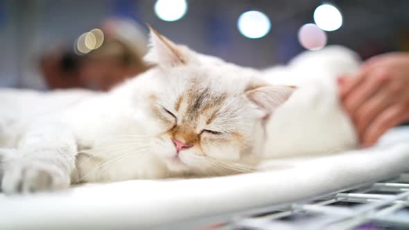 Scottish fold cat sleeping on sofa
