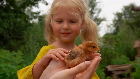 Little Girl Stroking a Little Chicken