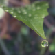 Leaf Droplet Crown - VideoHive Item for Sale