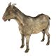Goat - 3DOcean Item for Sale