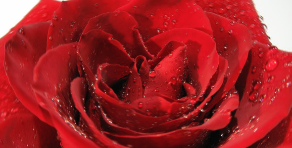 Close Up Of Red Rose