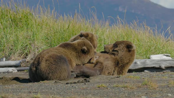 HD Wide Shot of Grizzly Bear Breastfeeding