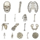 Vector Illustration of Bone and Skeleton - GraphicRiver Item for Sale