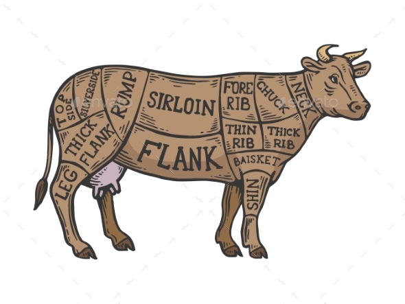Meat Diagram Cow Color Sketch Engraving Vector