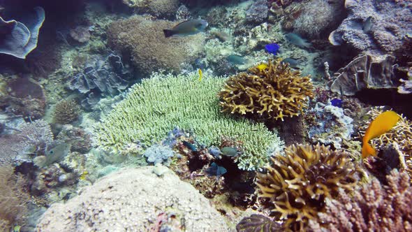 The Underwater World of a Coral Reef