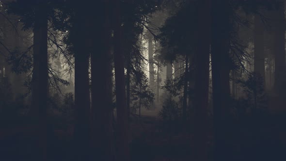 Black Tree Trunk in a Dark Pine Tree Forest