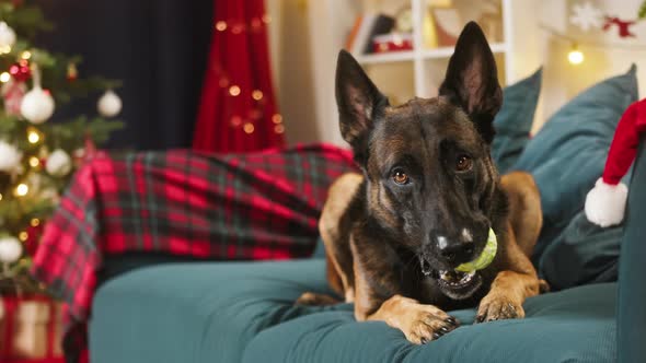 Malinois Bard Lying on Sofa in Living Room