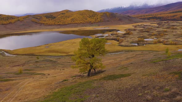 Lonely Tree Lake Mountains