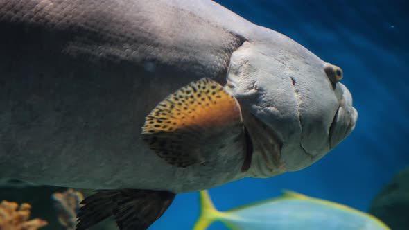 Giant Grouper Fish Swimming in an Aquarium