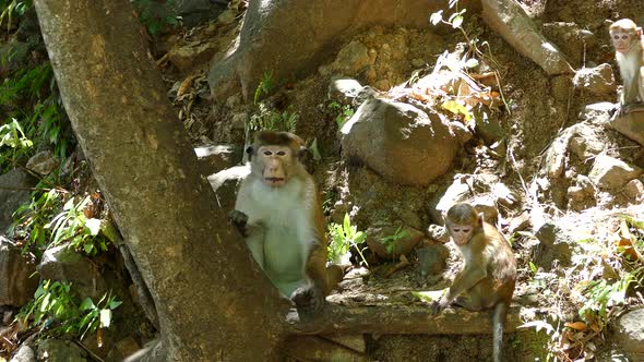 Monkeys in the forest around the Rawana falls