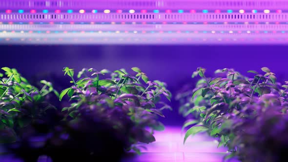 Hydroponic in the greenhouse. Herb plantation with watering system. Close-up.