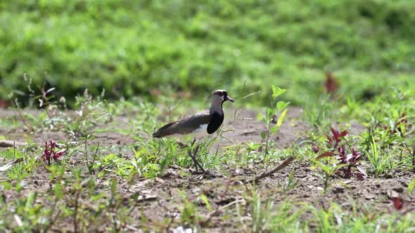 Southern Lapwing (vanellus chilensis) Walking in the Grass, Costa Rica Birds on a River Bank at Boca