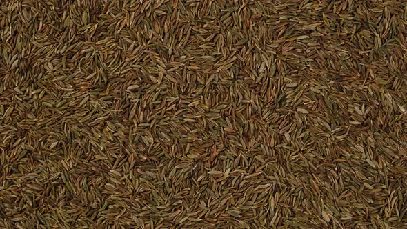 seasoning cumin seeds top view, rotate. 4K UHD video