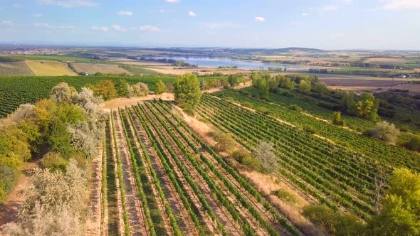 Summer landscape with vineyards in countryside