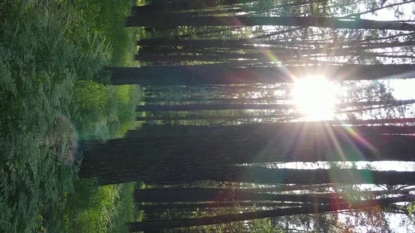 Vertical Video of a Beautiful Green Pine Forest on a Summer Day Slow Motion