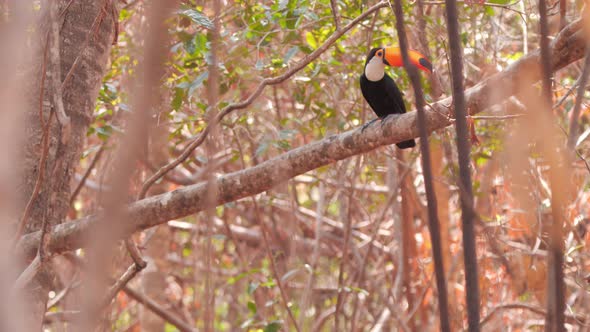 Toco toucan in Pantanal during wildfires, dead vegetation