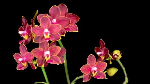 Blooming Red Orchid Phalaenopsis Flower