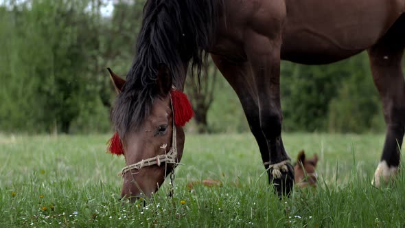 Beautiful brown-chestnut horse grazes on fresh grass on a green meadow. Livestock.
