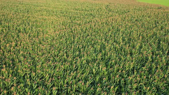 Aerial view of agricultural field in Sapahar, Rajshahi state, Bangladesh.