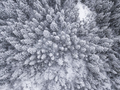Aerial straight down view of snow covered trees in the Sierra Ne - PhotoDune Item for Sale