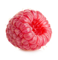 Isolated berry. One fresh raspberry fruit isolated on white background. - PhotoDune Item for Sale