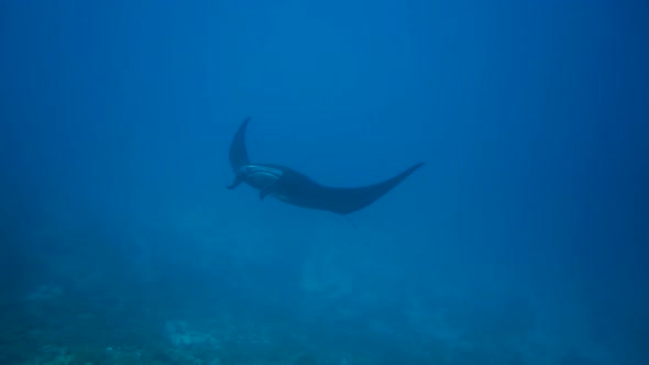 A black mantaray is dancing gracefully in front of the camera in the blue.