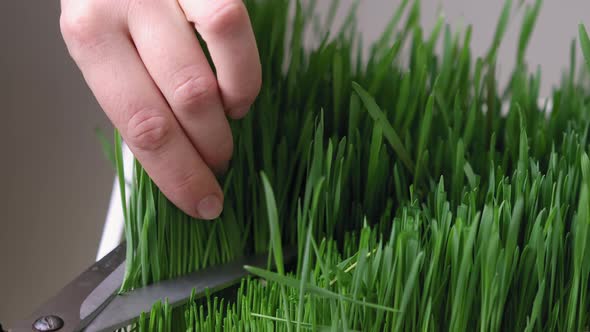 Women's Hands Cut Wheat Sprouts for the Production of Wheatgrass