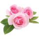 Rose - GraphicRiver Item for Sale