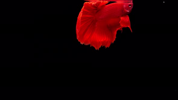 Siamese fighting fish (Betta splendens)