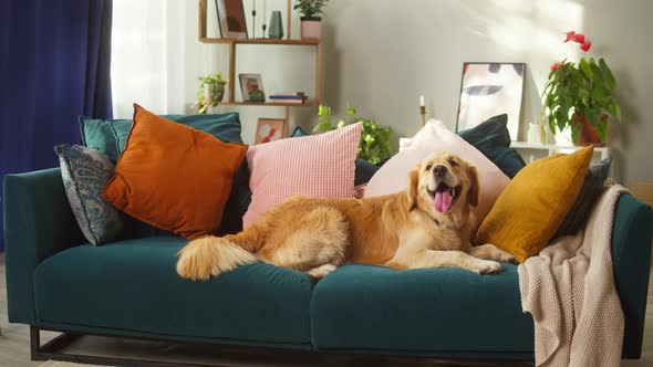 Golden Retriever Closeup