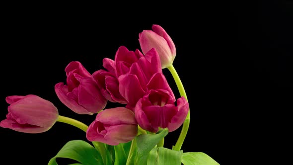 Opening of Beautiful Large Bouquet of Pink Tulips Flower on Black Background
