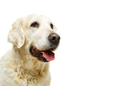 beautiful adult golden retriver dog on white background - PhotoDune Item for Sale