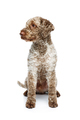 beautiful lagotto romagnolo dog on white background - PhotoDune Item for Sale