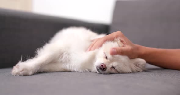 Pomeranian dog sleeping on sofa with woman touching