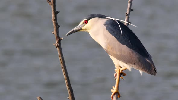 Black Crowned Night Heron