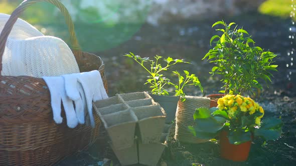 Gardening Tools Outdoors Start a Sowing Season Seedtime Watering a Seeds Sun Light