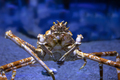 Japanese Spider Crab - PhotoDune Item for Sale