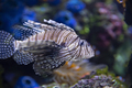 Closeup of a Lionfish in an Aquarium - PhotoDune Item for Sale