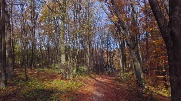 Flight Through Autumn Forest