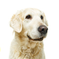 beautiful adult golden retriver dog on white background - PhotoDune Item for Sale