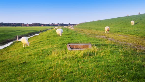 organic farming sheep near drink water dispenser Dutch sea dike