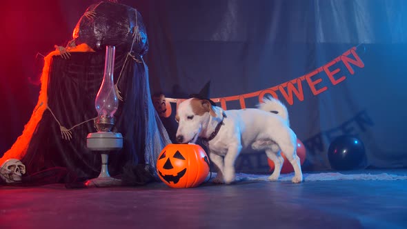 Halloween Celebration Concept. Funny Dog Eating From Halloween Pumpkin