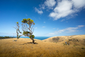 Tree on coastal hill - PhotoDune Item for Sale