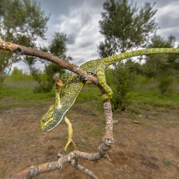 limbing on branch habitat landscape background