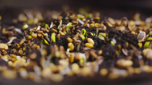 Time Lapse of Vegetable Seeds Growing