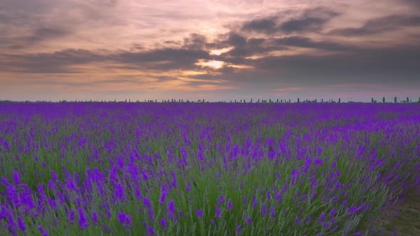 Lavender Field Blooming at Sunset