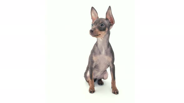 Happy Toy Terrier