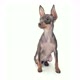 Happy Toy Terrier - VideoHive Item for Sale